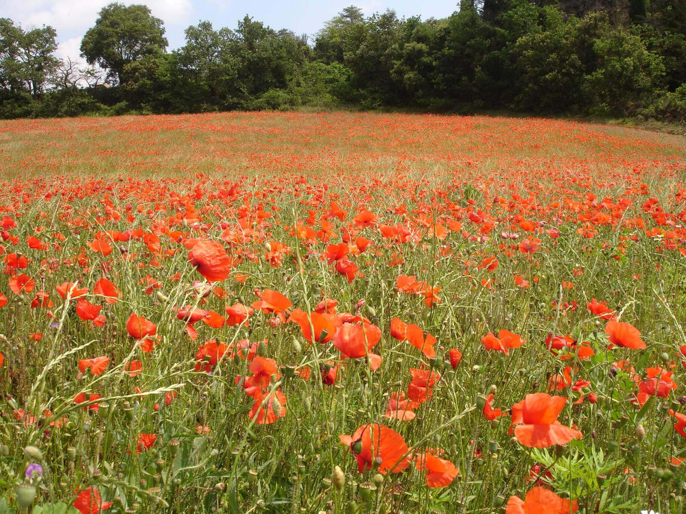 Coquelicot Aude Limoux