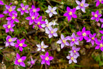 Sabline rouge fleurs