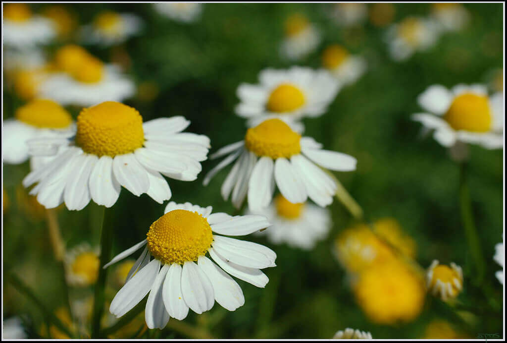 Camomille matricaire fleur Matricaria Recutica