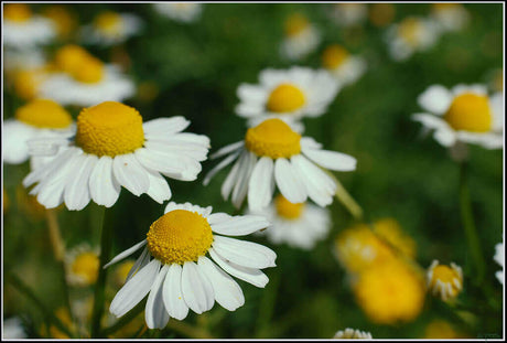 Camomille matricaire fleur Matricaria Recutica