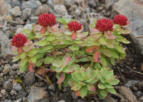 Rhodiola rosea (femelle)