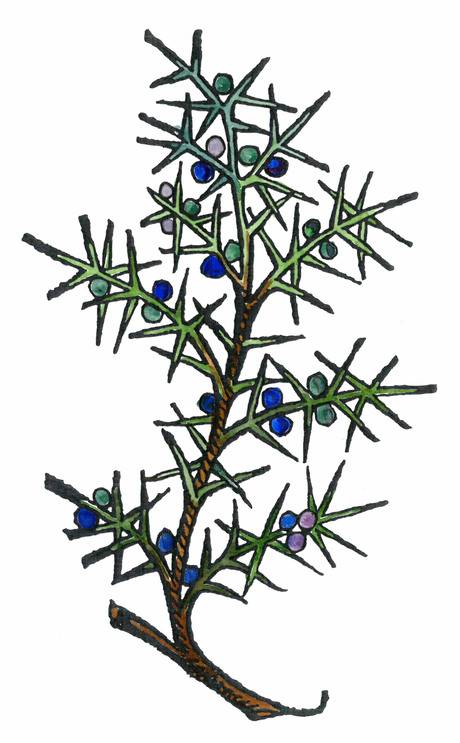 Le genévrier, Juniperus communis, d'avant-hier à aujourd'hui