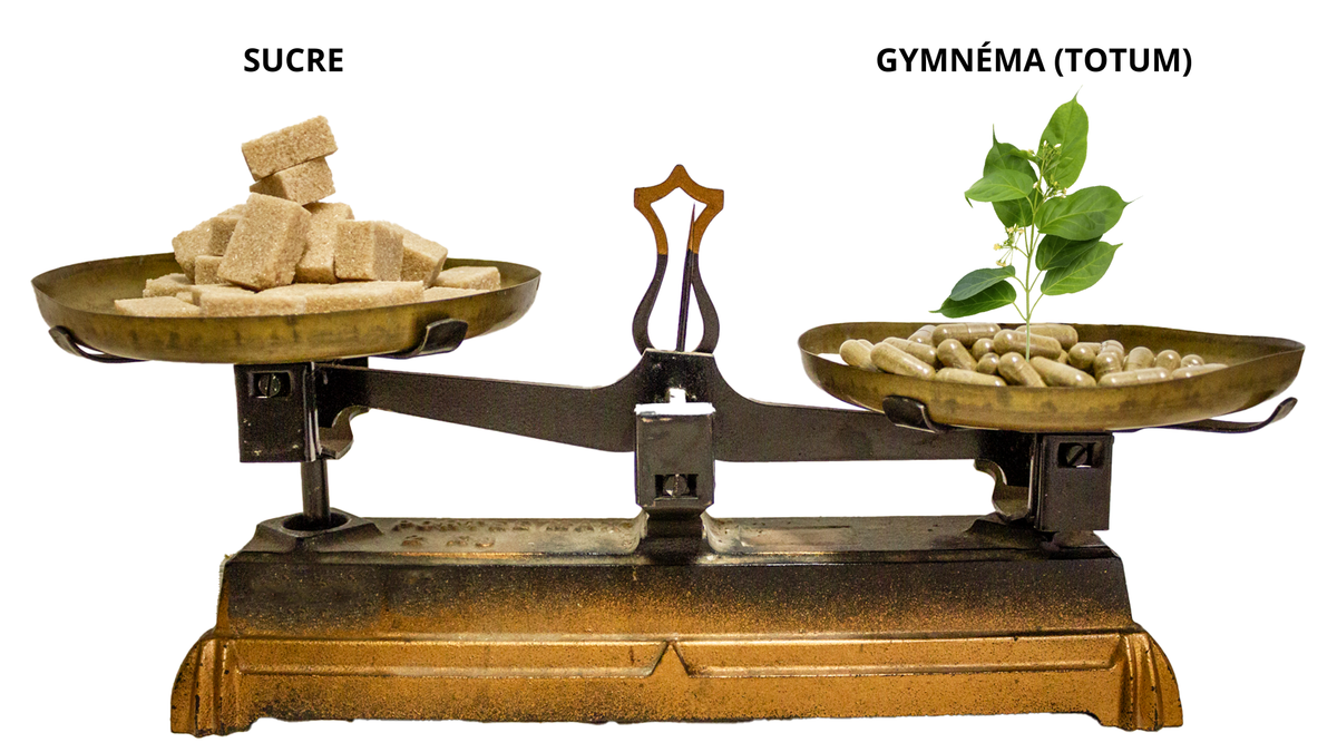 Le gymnéma : le couteau suisse de l’obésité, du diabète et du grignotage