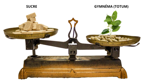 Le gymnéma : le couteau suisse de l’obésité, du diabète et du grignotage
