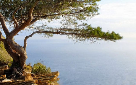 Le Pycnogenol® est-il un bon produit naturel ?