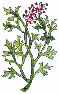 La fumeterre, Fumaria officinalis d’avant-hier, à aujourd’hui…