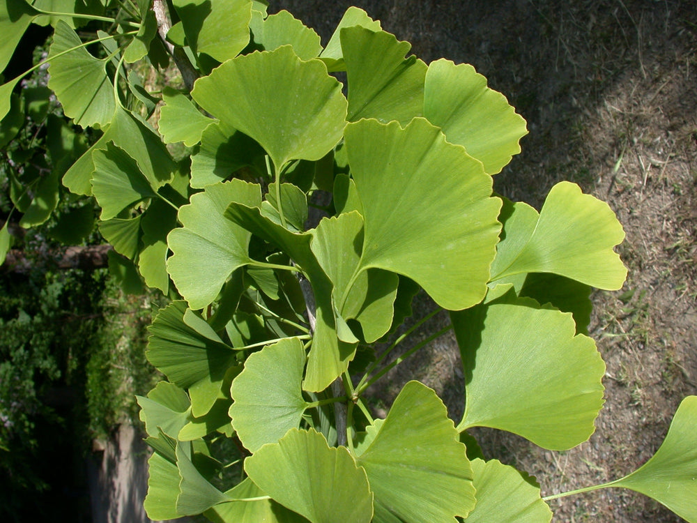 Ginkgo : totum ? extrait ? Qui dit mieux ?