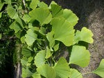 Ginkgo : totum ? extrait ? Qui dit mieux ?