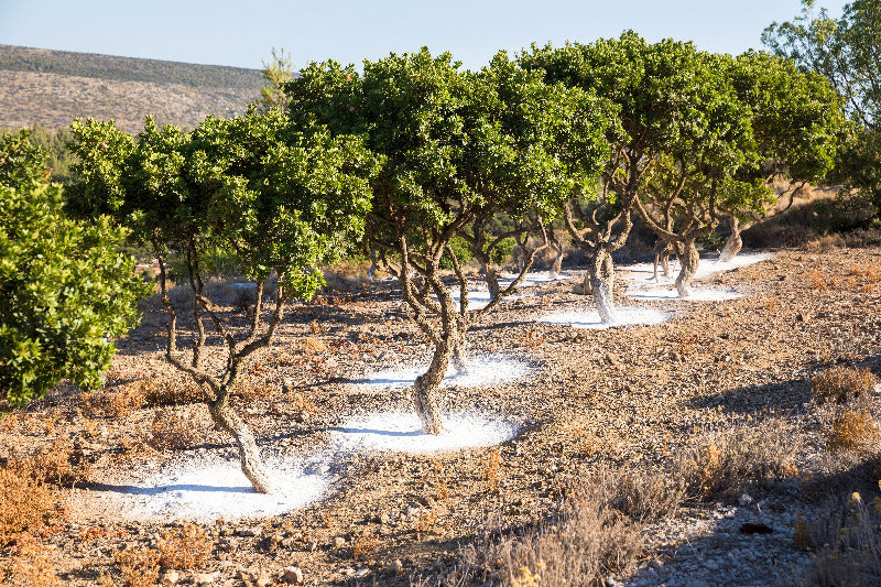 Chios - Verger de Pistachiers lentisques.