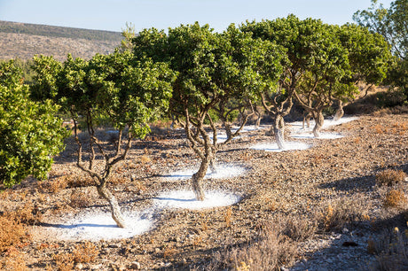 Chios - Verger de Pistachiers lentisques.