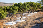Chios - Verger de Pistachiers lentisques.