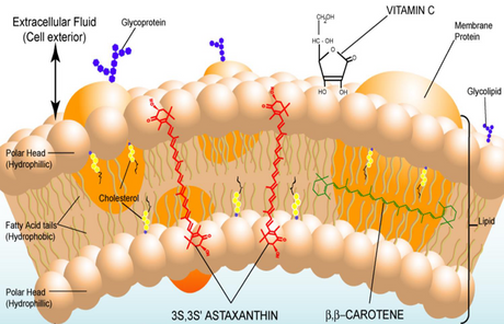L'astaxanthine, un ingrédient naturel très en vogue...