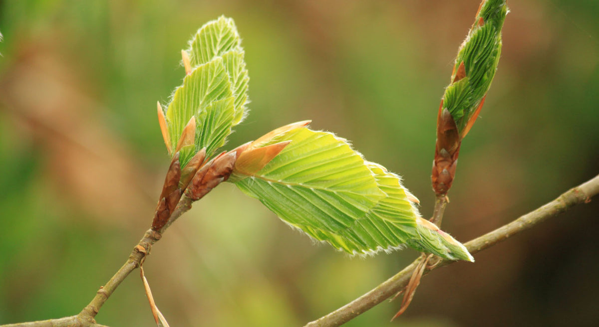 Des bourgeons pour votre santé