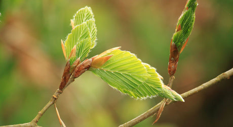 Des bourgeons pour votre santé