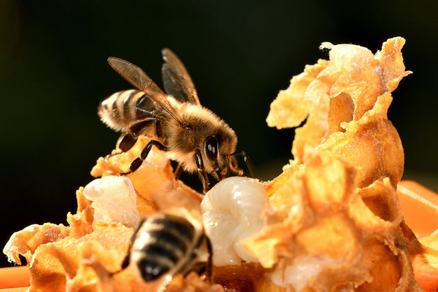 Tout ce que la ruche et l´abeille peuvent pour vous !
