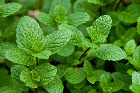 Menthe feuille