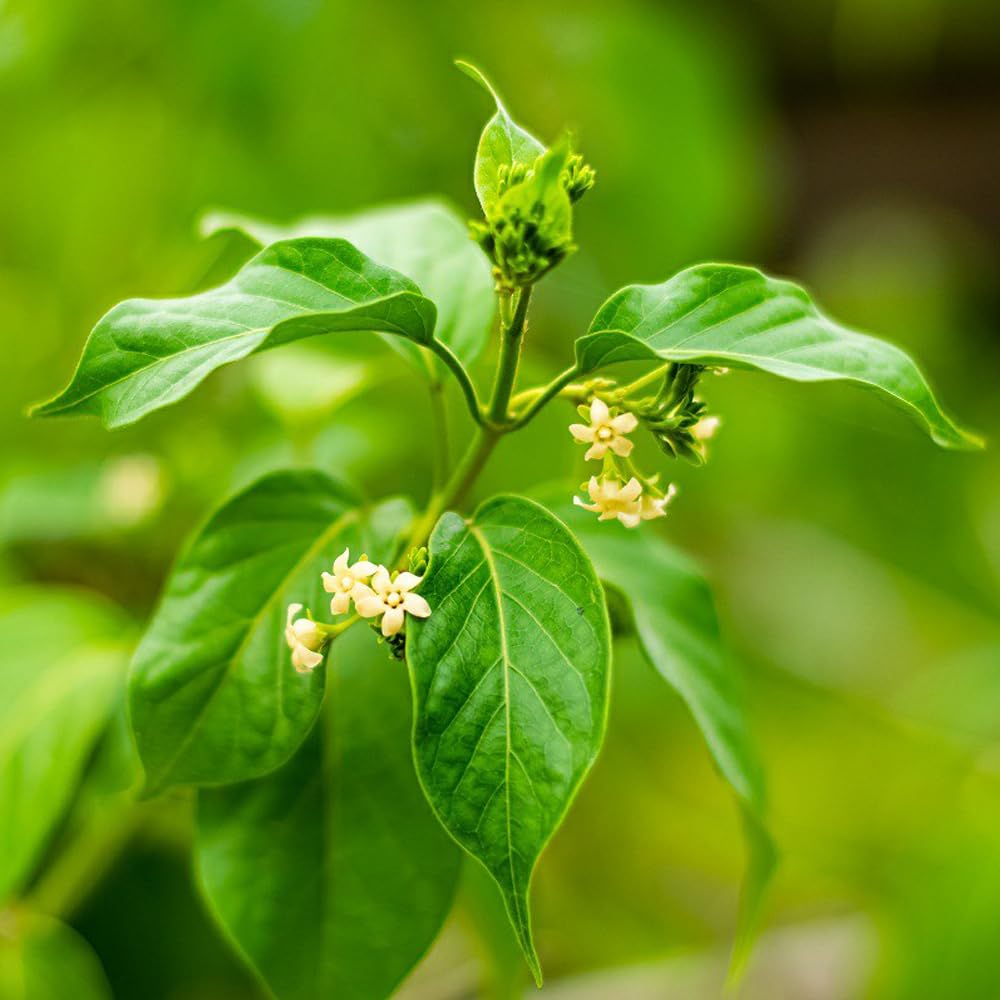 Plante d'ashwagandha (Withania somnifera) en fleurs