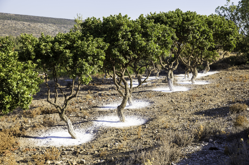 Résine de lentisque de l'île de Chios - Natura Mundi - Arbolayre
