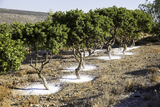 Résine de lentisque de l'île de Chios - Natura Mundi - Arbolayre