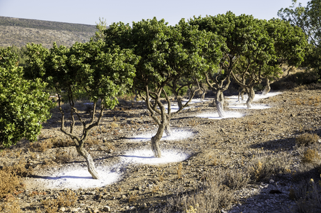 Résine de lentisque de l'île de Chios - Natura Mundi - Arbolayre
