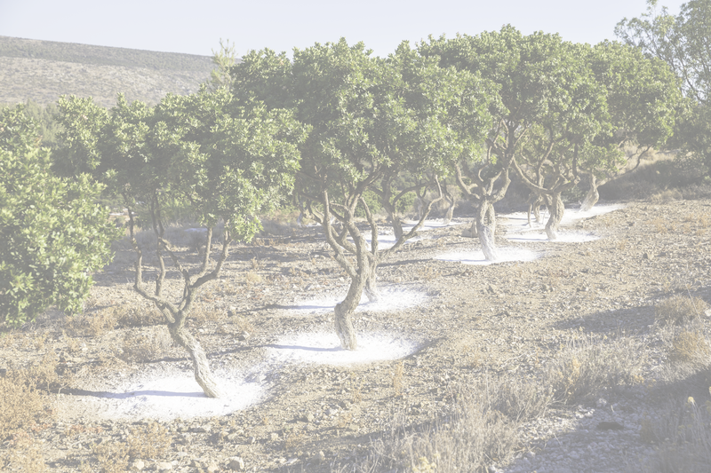 Résine de lentisque de l'île de Chios - Natura Mundi - Arbolayre