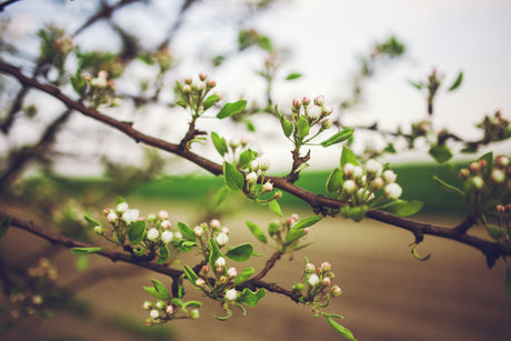 Branche de poirier en fleurs au printemps