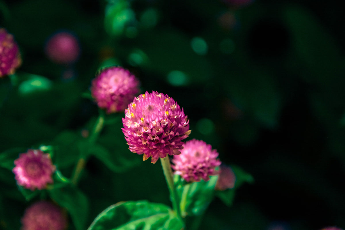 Fleurs de gomphrena roses en gros plan