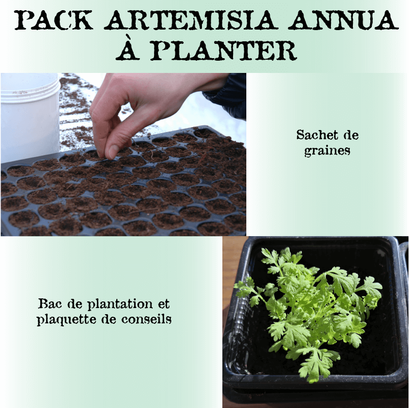 Pack Artemisia annua à planter - Graines + bac de plantation + plaquette explicative - PRODUIT LIVRABLE A PARTIR DE JANVIER 2024