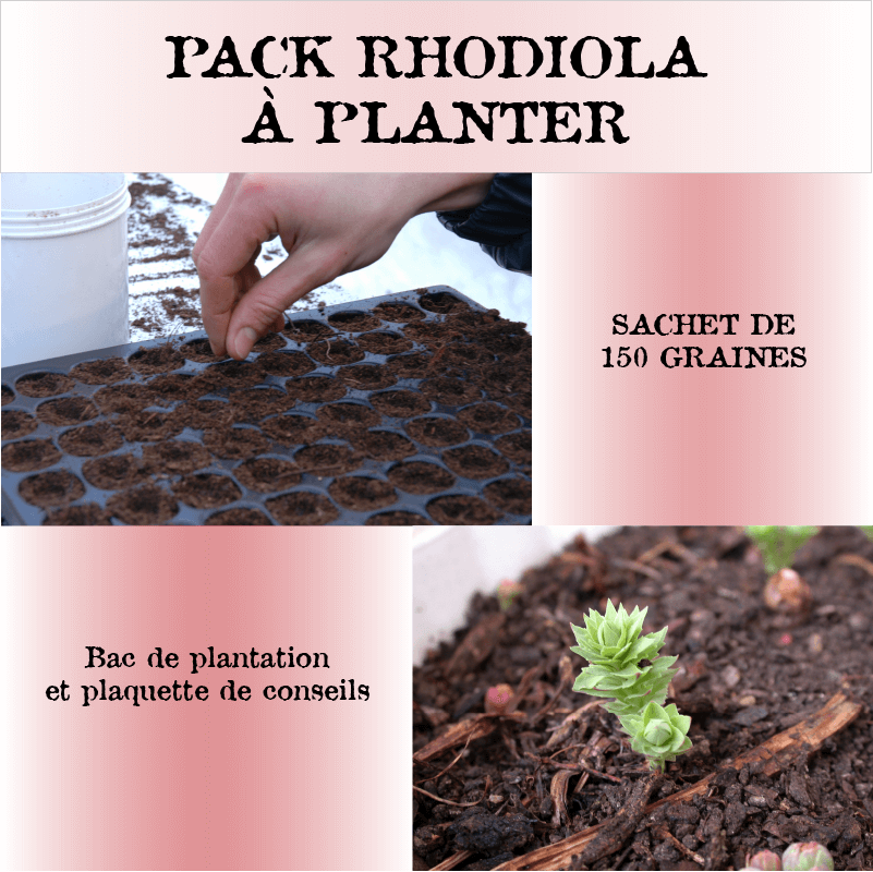 Pack rhodiola à planter - Graines + Bac de plantation + plaquette de conseils - LIVRABLE A PARTIR DE JANVIER 2024